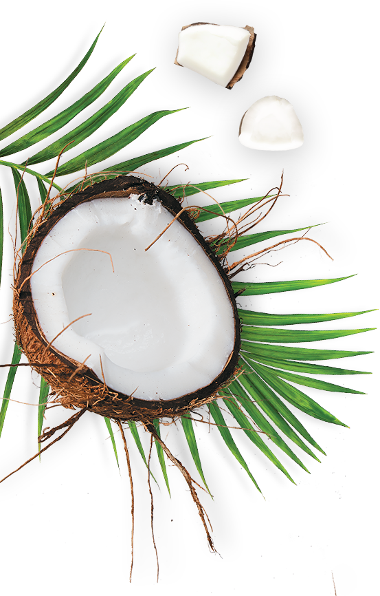 Coconut and Palm Leaf